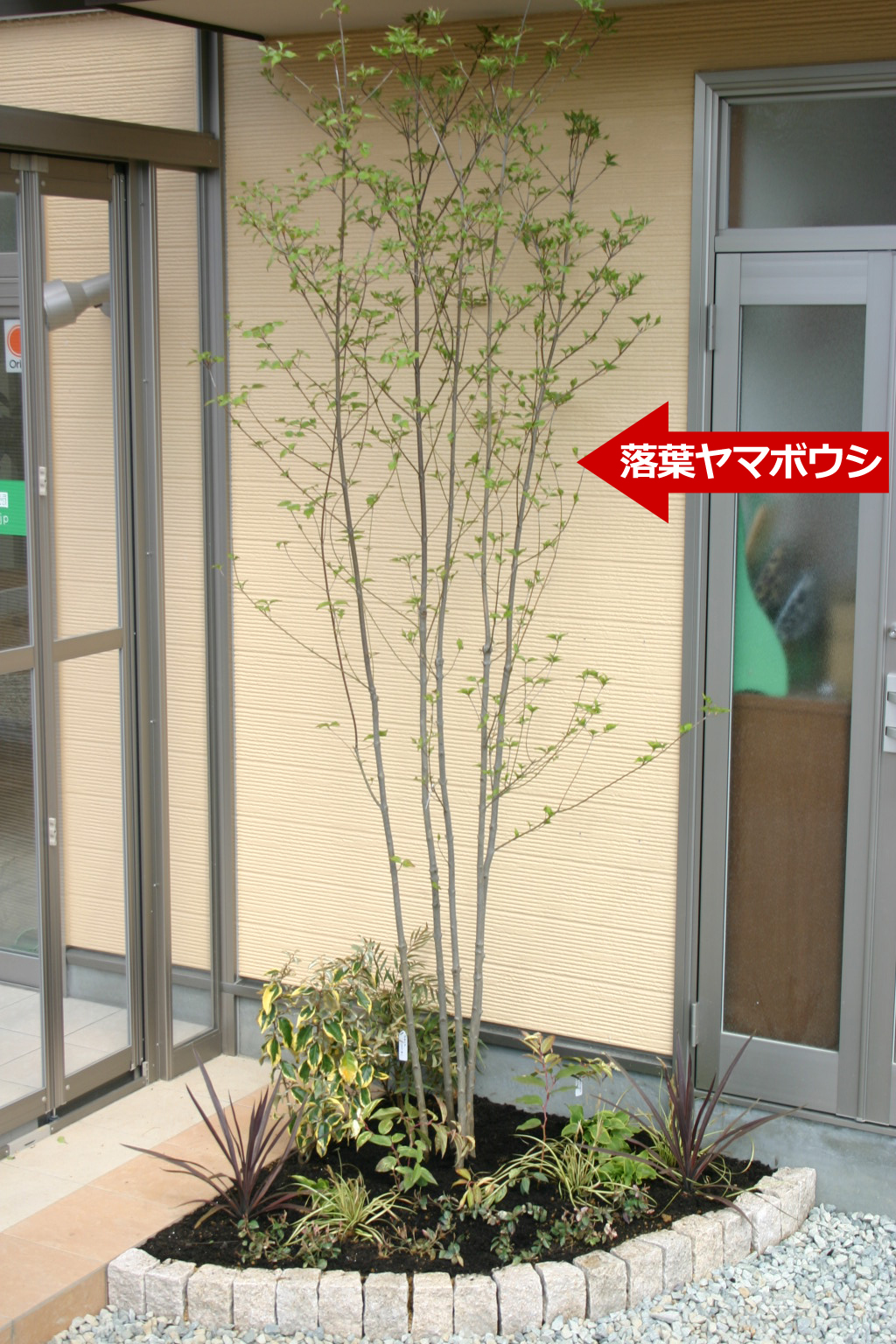 知っておくべきシンボルツリー 下草セット 植込み付 詳細 庭 シンボルツリー ファミリー庭園