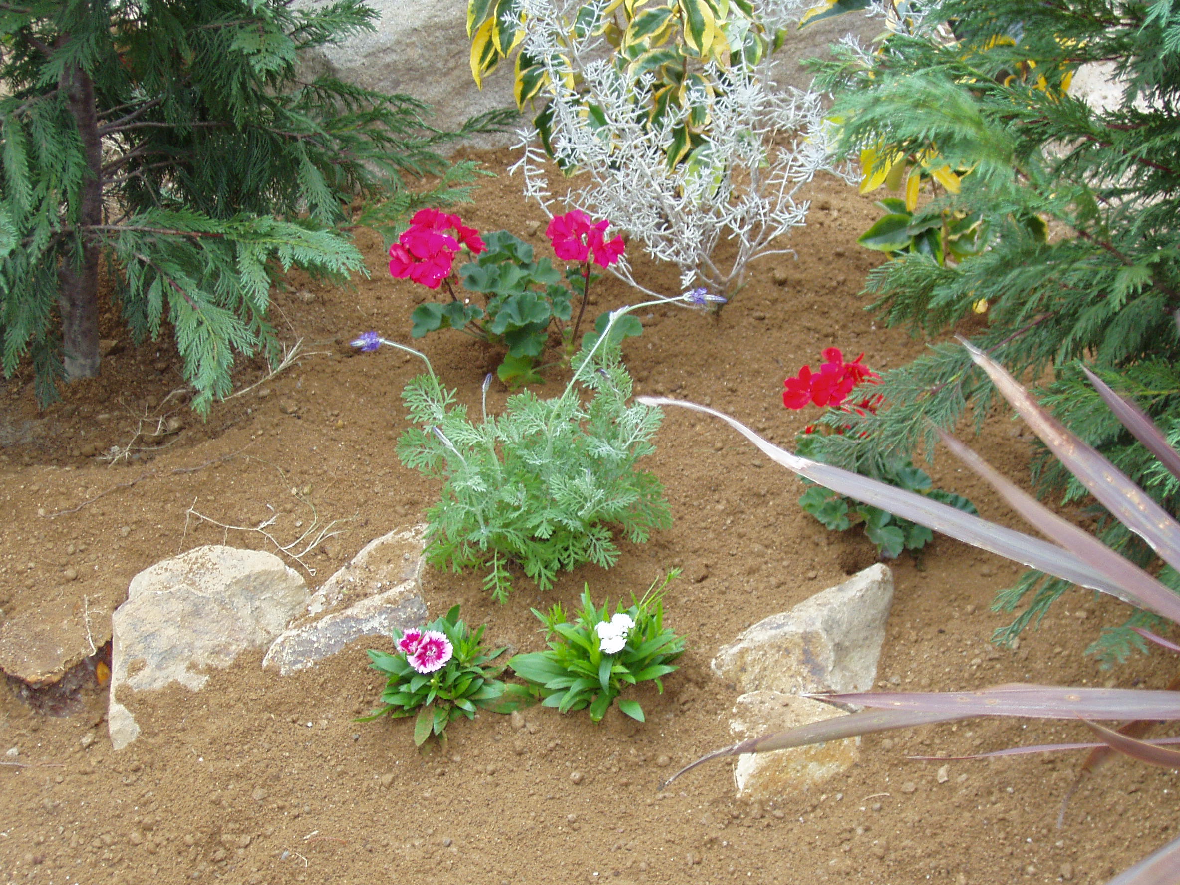 11.ハーブ植栽