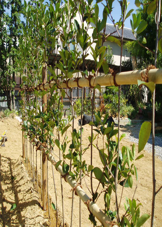 知っておくべき生垣植込みパック 詳細 庭 シンボルツリー ファミリー庭園