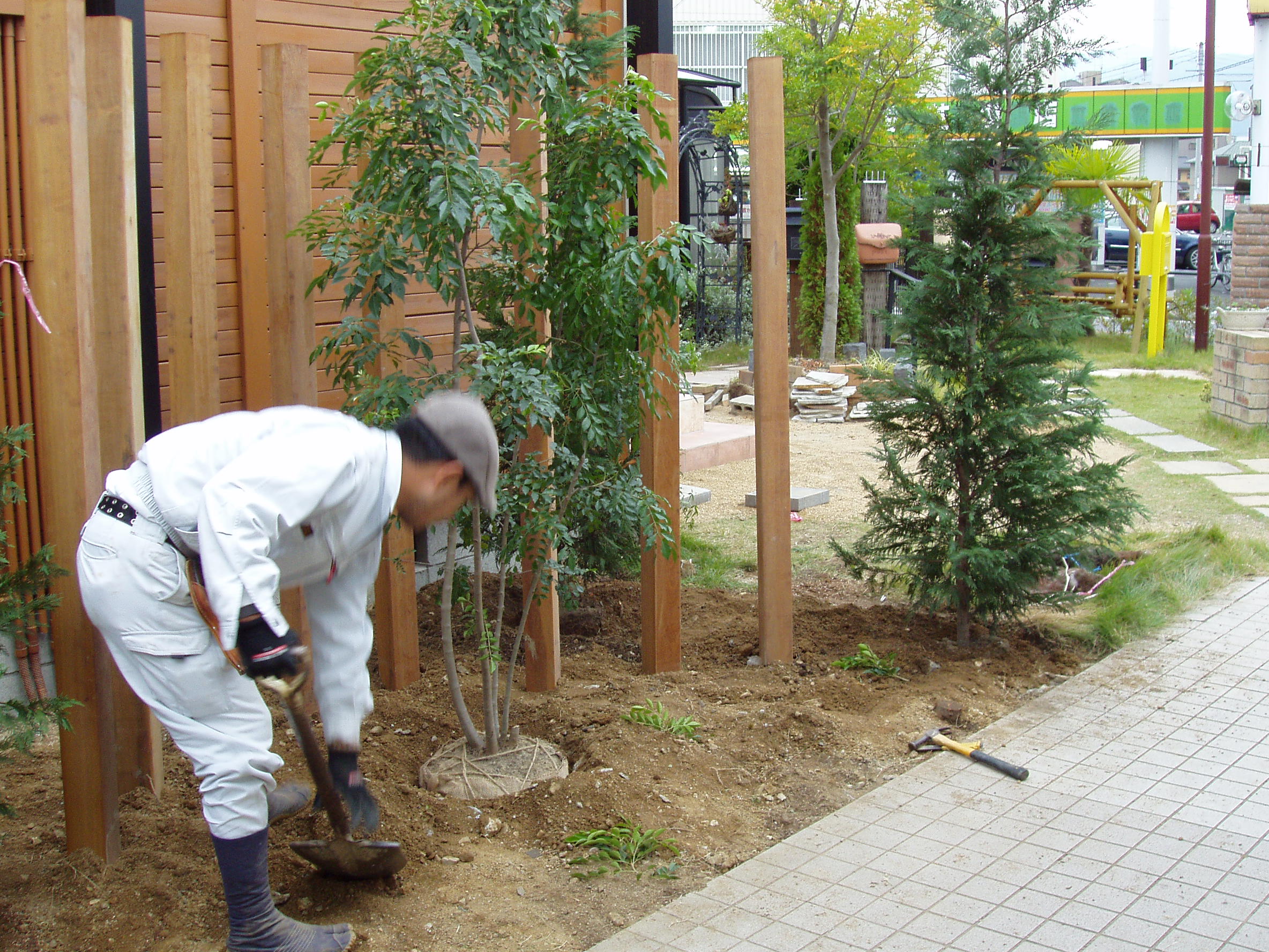 6.シマトネリコ植栽